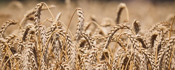 حقل قمح - سبوتنيك عربي