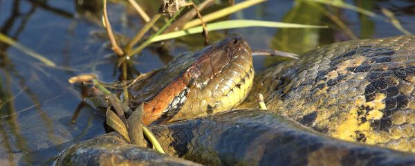 أناكوندا - سبوتنيك عربي