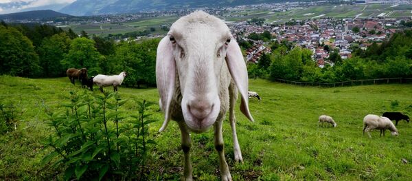 خروف ينظر إلى عدسة كاميرا التصوير في حقل بجانب النهر في إنسبروك، النمسا 30 مايو/ أيار 2019 - سبوتنيك عربي