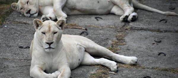 أسود بيضاء في حديقة حيوان - سبوتنيك عربي