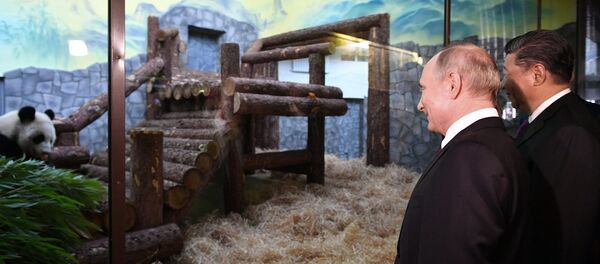 الرئيسان الروسي فلاديمير بوتين والصيني شي جين بينغ، يزوران الجناح الجديد لحديقة حيوان موسكو، حيث يوجد اثنان من دببة الباندا قدمتهما الصين - سبوتنيك عربي