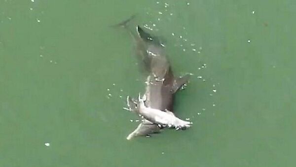 أنثى دلفين تحاول إنعاش طفلها ولكن دون جدوى - سبوتنيك عربي