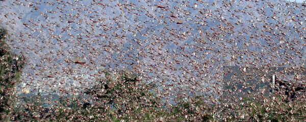 أسراب من الجراد - سبوتنيك عربي