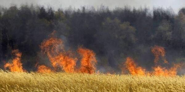 الحرائق تجتاح تونس وتهدد المحاصيل الزراعية - سبوتنيك عربي