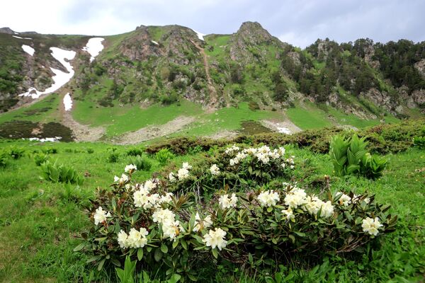أزهار رودودندرون في أراضي وادي صوفيا في جمهورية كراتشاي - تشركيسيا - سبوتنيك عربي