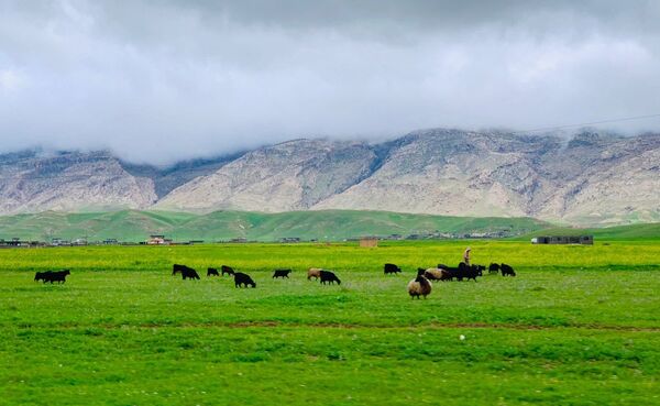 قضاء سنجار، العراق يونيو/ حزيران 2019 قضاء سنجار، العراق يونيو/ حزيران 2019 - سبوتنيك عربي