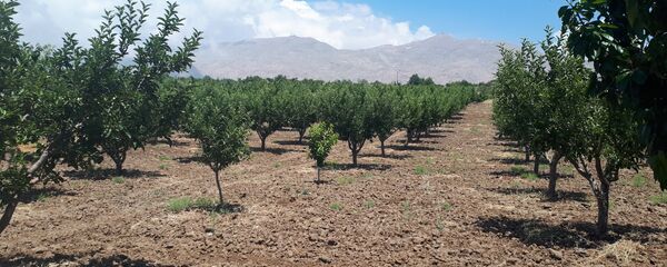  جمع محاصيل الكرز، قرية حضر، سوريا - سبوتنيك عربي