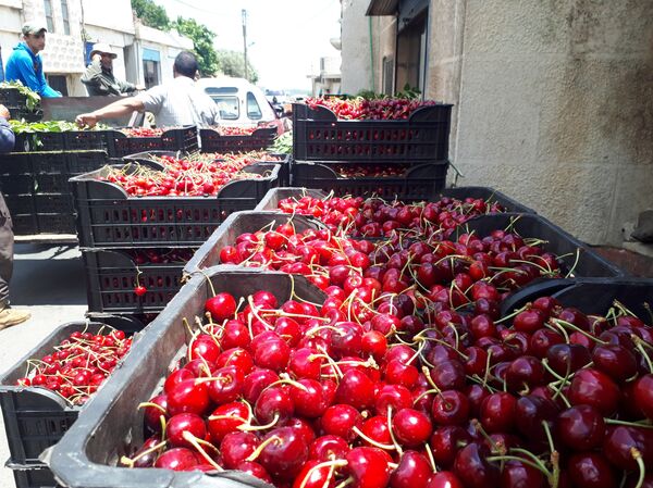  جمع محاصيل الكرز، قرية حضر، سوريا - سبوتنيك عربي