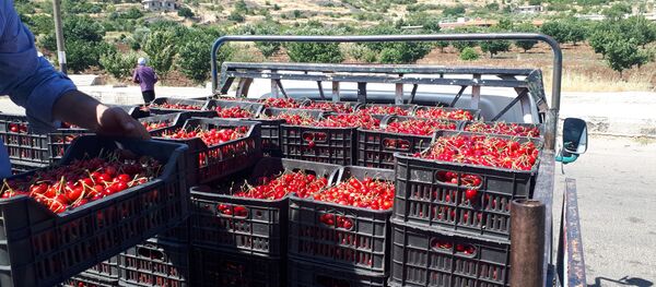 جمع محاصيل الكرز، قرية حضر، سوريا - سبوتنيك عربي