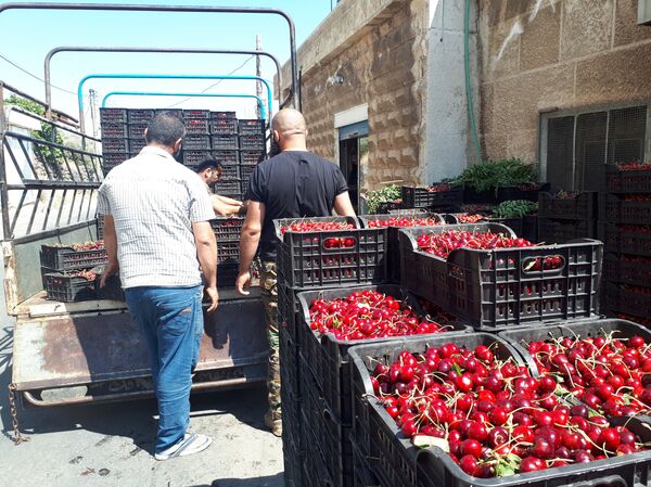  جمع محاصيل الكرز، قرية حضر، سوريا - سبوتنيك عربي