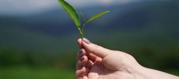 حقول الشاي في سوتشي - سبوتنيك عربي