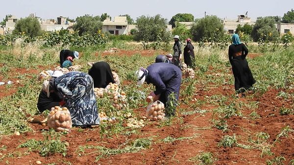 بلدة خطّاب تحاذي خطوط التماس شمال حماة وتنتج أفضل أنواع البطاطا بالعالم - سبوتنيك عربي