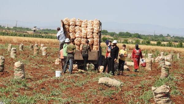 بلدة خطّاب تحاذي خطوط التماس شمال حماة وتنتج أفضل أنواع البطاطا بالعالم - سبوتنيك عربي