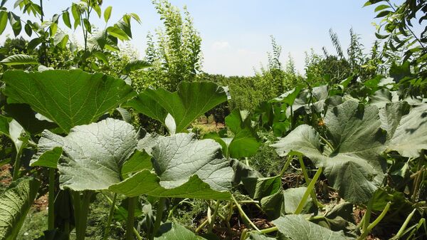 بلدة خطّاب تحاذي خطوط التماس شمال حماة وتنتج أفضل أنواع البطاطا بالعالم - سبوتنيك عربي