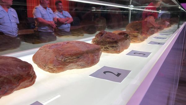 أغلى قطع الكهرمان تباع في مزاد علني أغلى قطع الكهرمان تباع في مزاد علني - سبوتنيك عربي