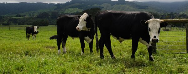 بقرة - سبوتنيك عربي