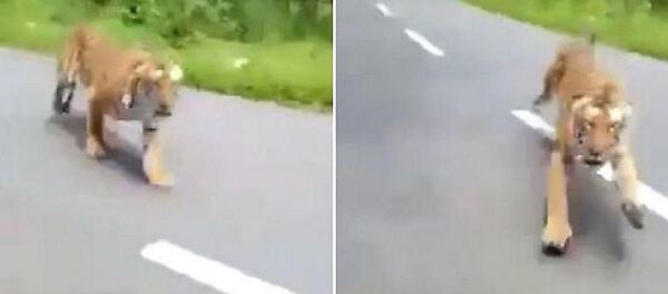 نمر كاد أن يفترس سائق دراجة - سبوتنيك عربي