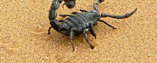 عقرب  - سبوتنيك عربي