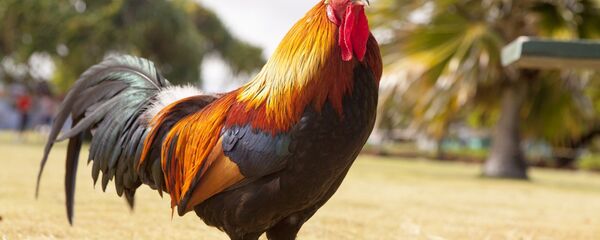 ديك ديك - سبوتنيك عربي