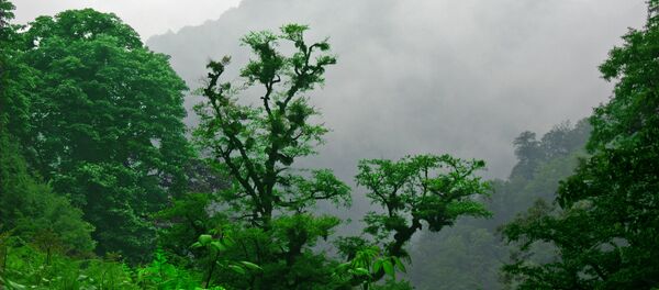 غابات هيركانيا في إيران -  تشكّل غابات هيركانيا أحراشاً فريدة من نوعها تمتد على مساحة 850 كم على طول الساحل الجنوبي لبحر قزوين. يعود تاريخ هذه الغابات النفضية إلى ما بين 25 و 50 مليون عام، وكانت تغطي حينها معظم المنطقة المعتدلة الشمالية. - سبوتنيك عربي