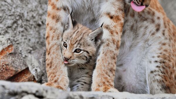 وشق من شرق سيبيريا غايكا مع أحد أشبالها، ولد في 20 مايو/ أيار، في حديقة حيوان موسكو - سبوتنيك عربي