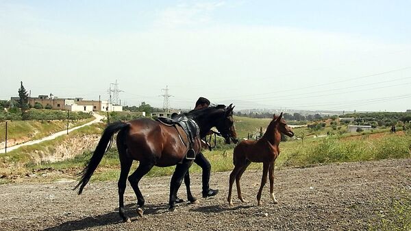 بالفيديو والصور... تربية الخيول السورية الأصيلة تنشط مجددا - سبوتنيك عربي