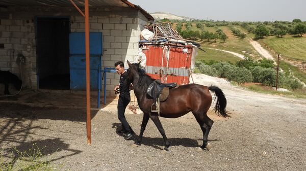 بالفيديو والصور... تربية الخيول السورية الأصيلة تنشط مجددا - سبوتنيك عربي