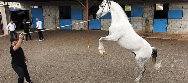 تربية الخيول السورية الأصيلة تنشط مجددا تربية الخيول السورية الأصيلة تنشط مجددا - سبوتنيك عربي