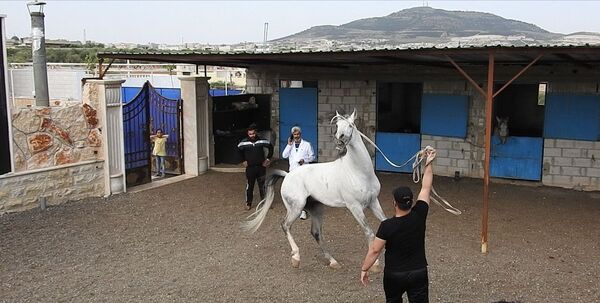 بالفيديو والصور... تربية الخيول السورية الأصيلة تنشط مجددا - سبوتنيك عربي
