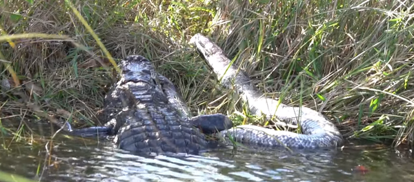 تمساح يفترس ثعبان ضخم أمام أعين المصور - سبوتنيك عربي