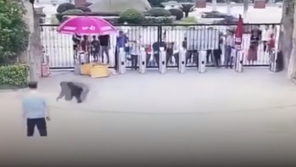 شمبانزي يهرب من حديقة حيوان - سبوتنيك عربي