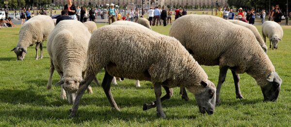 قطيع من الخرفان يصل إلى مدينة باريس في  17 يوليو/ تموز 2019 - سبوتنيك عربي