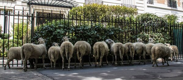 قطيع من الخرفان يصل إلى مدينة باريس في 17 يوليو/ تموز 2019 قطيع من الخرفان يصل إلى مدينة باريس في 17 يوليو/ تموز 2019 - سبوتنيك عربي