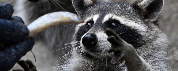 حيوان الراكون أثناء تناول طعامه في حديقة الحيوان، للحيوانات المفترسة الصغيرة من حديقة سفاري بريموركسي الروسية - سبوتنيك عربي