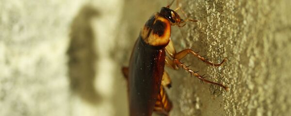 صرصور - سبوتنيك عربي