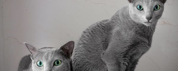 قطط زرقاء روسية - سبوتنيك عربي