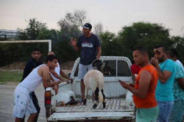 مصارعة الكباش في تونس: تراث أمازيغي متواصل  - سبوتنيك عربي
