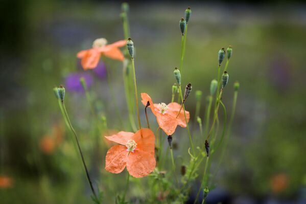 أزهار المنطقة الجبلية في وادي نهر زيمارا في جمهورية أوسيتيا الشمالية - ألانيا الروسية - سبوتنيك عربي