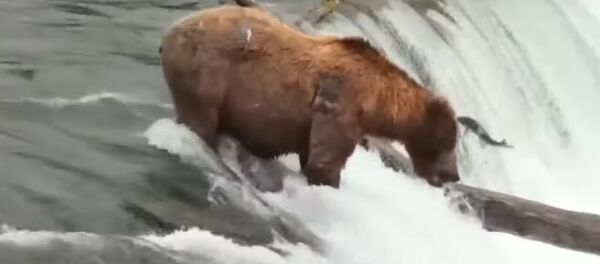 دب كسول يصطاد فرائسه دون جهد  - سبوتنيك عربي