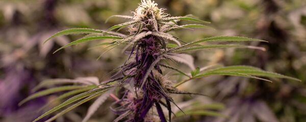 نبات الحشيش - سبوتنيك عربي