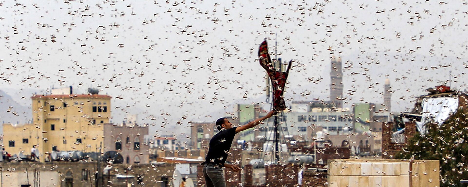 رجل يحاول التقاط جراد يطير فوق مدينة صنعاء، اليمن 28 يوليو، تموز 2019 - سبوتنيك عربي, 1920, 15.03.2020
