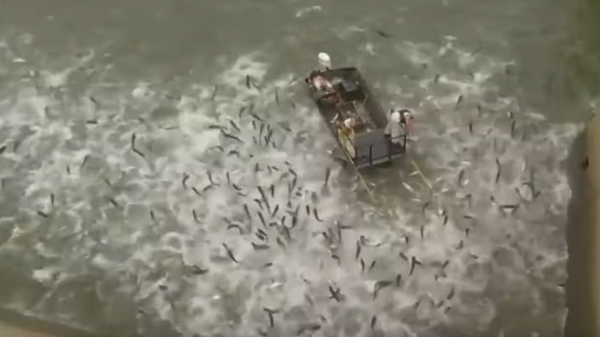صيد السمك باستخدام الصعق الكهربائي - سبوتنيك عربي