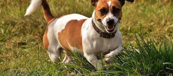 كلبة  - سبوتنيك عربي