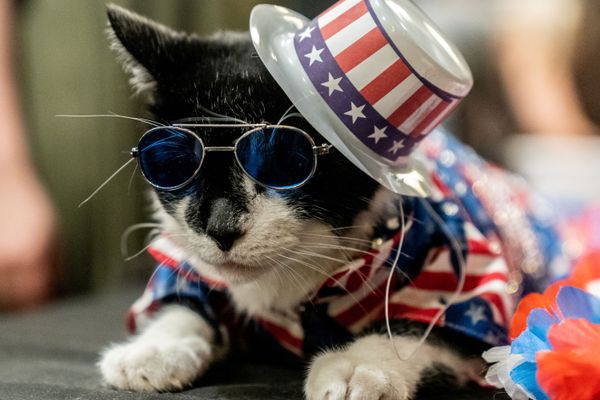 عرض الأزياء للقطط Annual Cat Fashion Show في نيويورك، 1 أغسطس/ آب 2019 عرض الأزياء للقطط Annual Cat Fashion Show في نيويورك، 1 أغسطس/ آب 2019 - سبوتنيك عربي