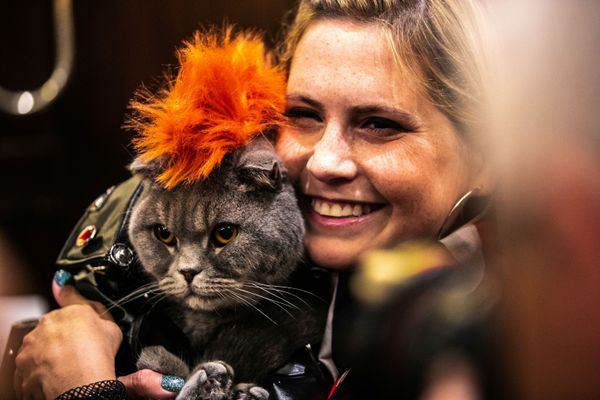 عرض الأزياء للقطط Annual Cat Fashion Show في نيويورك، 1 أغسطس/ آب 2019 عرض الأزياء للقطط Annual Cat Fashion Show في نيويورك، 1 أغسطس/ آب 2019 - سبوتنيك عربي