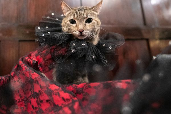 عرض الأزياء للقطط Annual Cat Fashion Show في نيويورك، 1 أغسطس/ آب 2019 عرض الأزياء للقطط Annual Cat Fashion Show في نيويورك، 1 أغسطس/ آب 2019 - سبوتنيك عربي