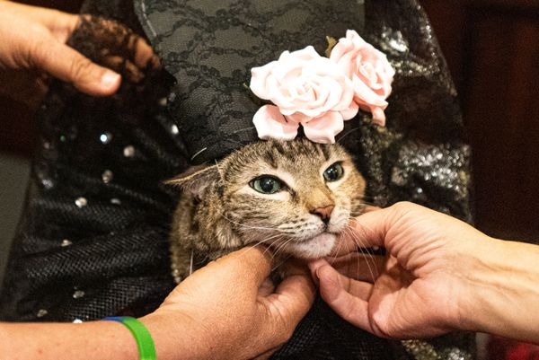 عرض الأزياء للقطط Annual Cat Fashion Show في نيويورك، 1 أغسطس/ آب 2019 عرض الأزياء للقطط Annual Cat Fashion Show في نيويورك، 1 أغسطس/ آب 2019 - سبوتنيك عربي