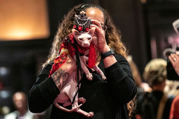 عرض الأزياء للقطط Annual Cat Fashion Show في نيويورك، 1 أغسطس/ آب 2019 عرض الأزياء للقطط Annual Cat Fashion Show في نيويورك، 1 أغسطس/ آب 2019 - سبوتنيك عربي
