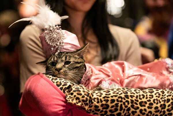 عرض الأزياء للقطط Annual Cat Fashion Show في نيويورك، 1 أغسطس/ آب 2019 عرض الأزياء للقطط Annual Cat Fashion Show في نيويورك، 1 أغسطس/ آب 2019 - سبوتنيك عربي