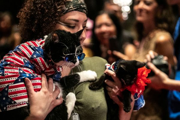عرض الأزياء للقطط Annual Cat Fashion Show في نيويورك، 1 أغسطس/ آب 2019 عرض الأزياء للقطط Annual Cat Fashion Show في نيويورك، 1 أغسطس/ آب 2019 - سبوتنيك عربي